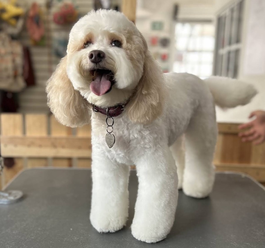 Cliente: blanco y beige