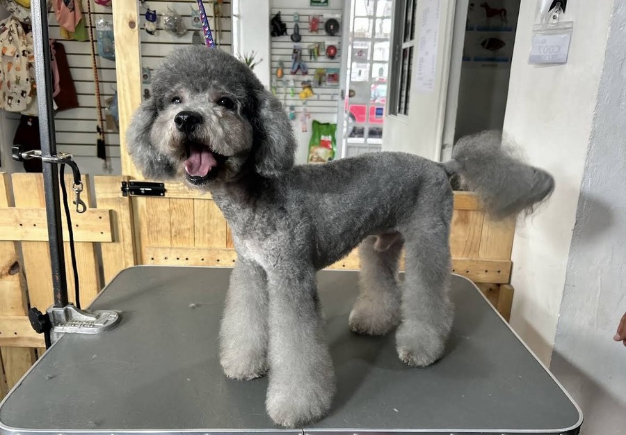 Cliente: poodle gris
