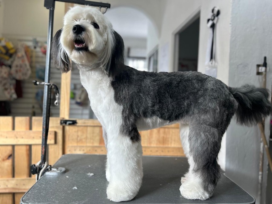 Cliente: bicolor corte largo