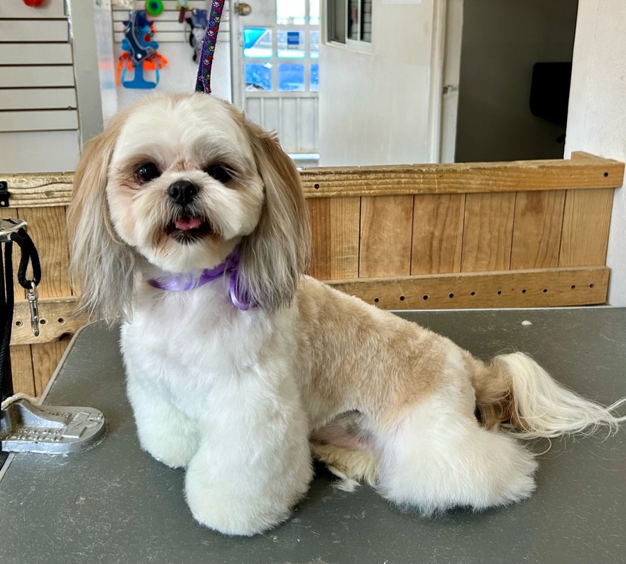 Cliente: shih tzu con moño lila