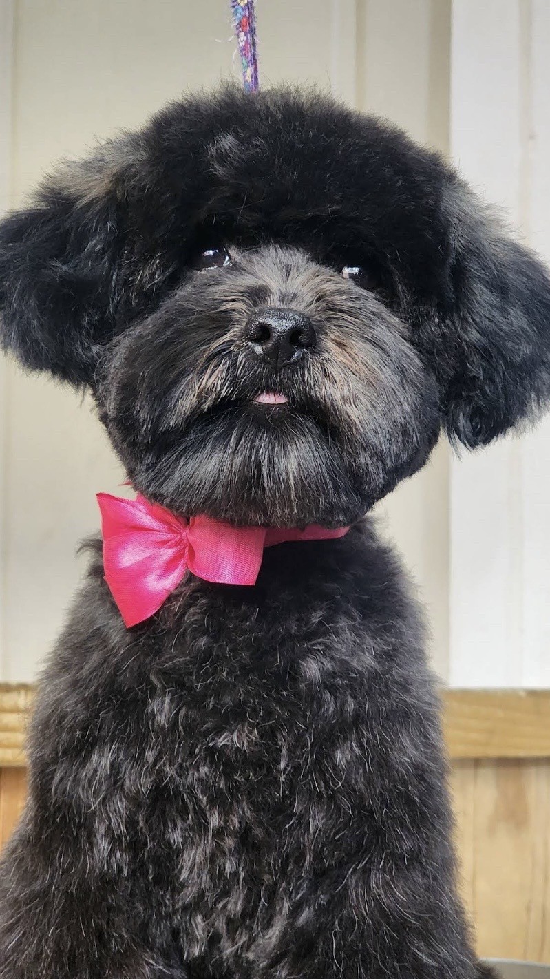 Cliente negro con moño rosa